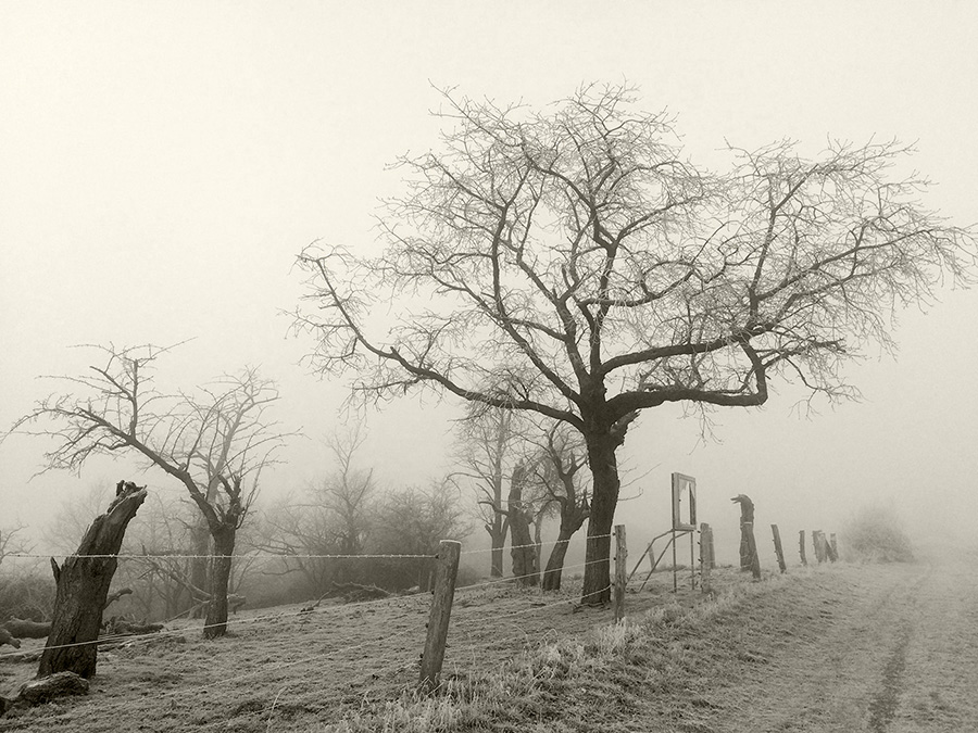 Nebel im Naturschutzgebiet